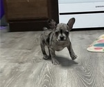 Small Photo #19 Boston Terrier-Faux Frenchbo Bulldog Mix Puppy For Sale in ROUND LAKE, IL, USA