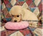Small #1 English Cream Golden Retriever