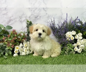 Maltipoo Puppy for Sale in PLAINVILLE, Indiana USA