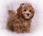 Small #2 Maltipoo (Miniature)
