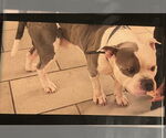 Small #2 American Pit Bull Terrier Mix