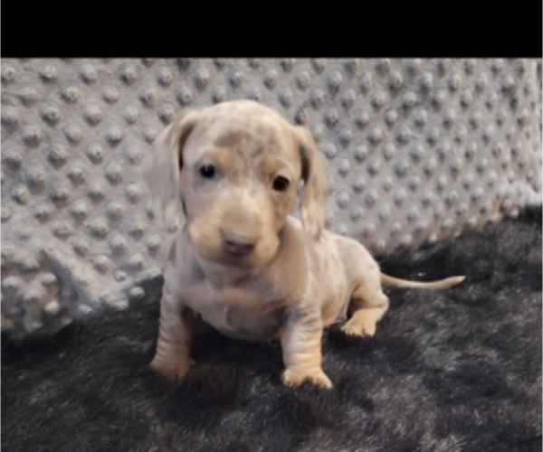 Medium Photo #2 Dachshund Puppy For Sale in BON AQUA, TN, USA