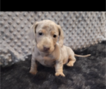 Small Photo #16 Dachshund Puppy For Sale in BON AQUA, TN, USA