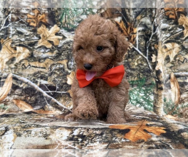 Medium Photo #2 Cavapoo (Miniature) Puppy For Sale in LAKELAND, FL, USA