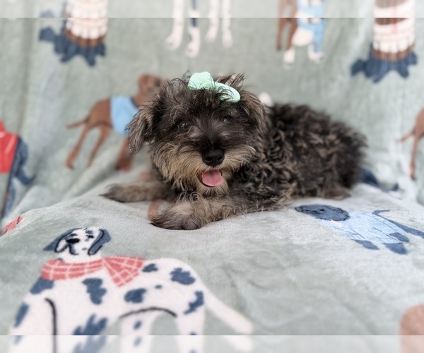 Medium Photo #7 Schnauzer (Miniature) Puppy For Sale in LAKELAND, FL, USA