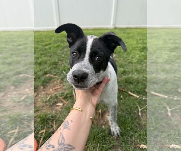 Medium Photo #1 Mutt Puppy For Sale in Sandy, UT, USA