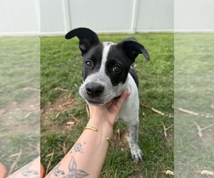 Mutt Dogs for adoption in Sandy, UT, USA