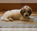 Small Photo #5 Miniature Bernedoodle Puppy For Sale in URBANA, IL, USA