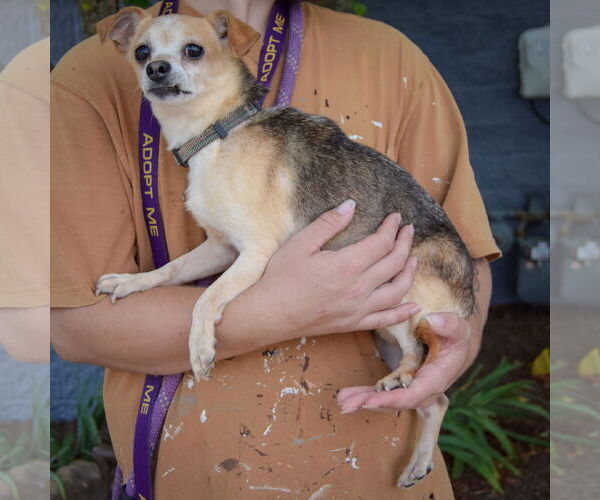 Medium Photo #3 Chihuahua Puppy For Sale in Huntley, IL, USA