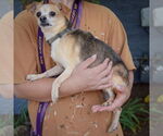Small #2 Chihuahua