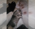 Small Photo #15 Alaskan Malamute-Wolf Hybrid Mix Puppy For Sale in PEARCE, AZ, USA