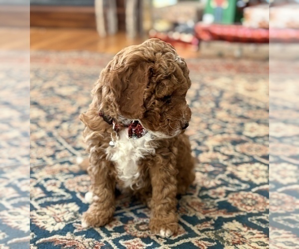 Medium Photo #5 Goldendoodle (Miniature) Puppy For Sale in SAINT MARYS, KS, USA