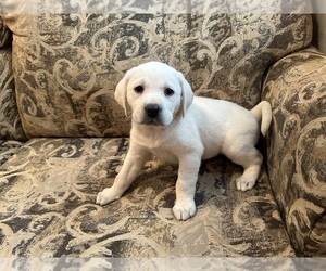 Labrador Retriever Puppy for sale in OCALA, FL, USA