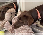 Small #1 Labrador Retriever