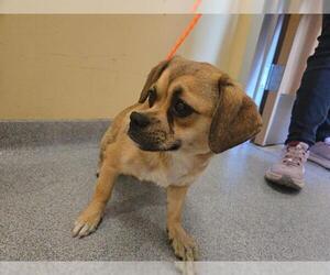 Pug-Shih Tzu Mix Dogs for adoption in Orange, CA, USA
