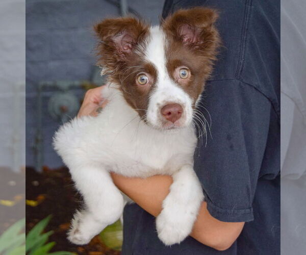 Medium Photo #3 Australian Shepherd-Pomeranian Mix Puppy For Sale in Huntley, IL, USA