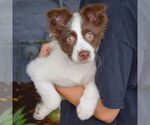 Small #2 Australian Shepherd-Pomeranian Mix