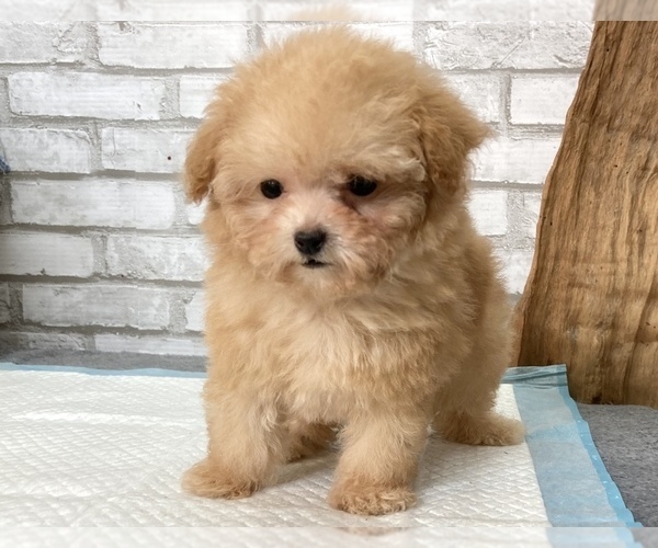 Medium Photo #5 Poodle (Toy) Puppy For Sale in CHICAGO, IL, USA