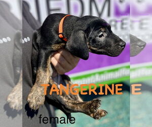 Mutt Dogs for adoption in Mooresville, NC, USA