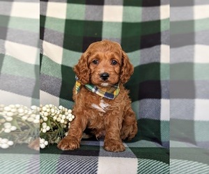 Cock-A-Poo Puppy for sale in NOTTINGHAM, PA, USA