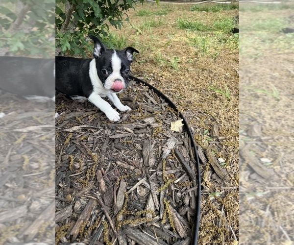 Medium Photo #6 Boston Terrier Puppy For Sale in FREDONIA, KS, USA