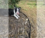 Small #5 Boston Terrier