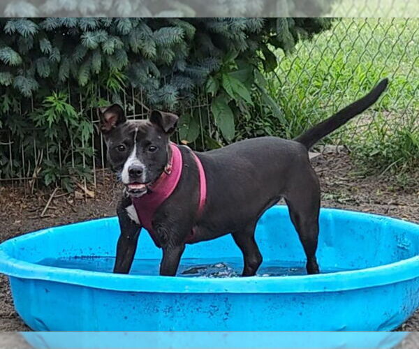 Medium Photo #2 Mutt Puppy For Sale in Bloomingdale, NJ, USA