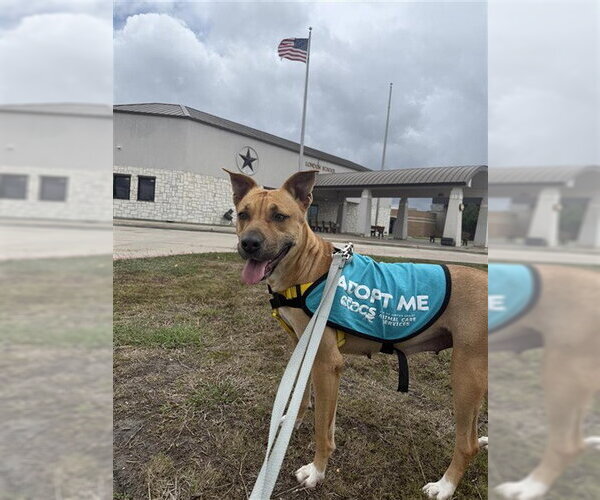 Medium Photo #2 American Pit Bull Terrier-Labrador Retriever Mix Puppy For Sale in Corpus Christi, TX, USA