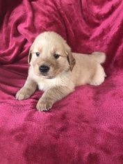 Golden Retriever Puppy for sale in WEST UNITY, OH, USA