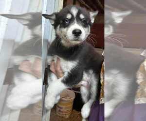 Pomsky Puppy for sale in WOODBURN, IN, USA