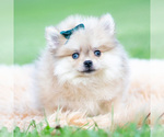 Small #1 Pomeranian