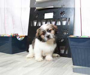 Zuchon Puppy for sale in MARIETTA, GA, USA