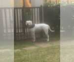Small #2 American Bulldog