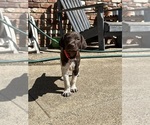 Puppy Huck German Shorthaired Pointer