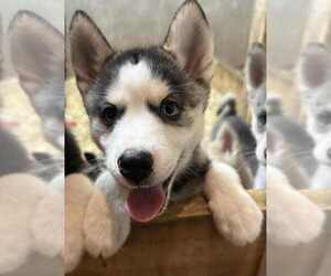 Pomsky Puppy for sale in WOODBURN, IN, USA