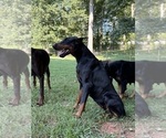 Small Photo #1 Doberman Pinscher Puppy For Sale in NEWTON, NC, USA