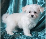 Small #2 Maltese