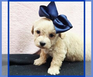 Maltipoo (Toy) Puppy for sale in TAYLOR, TX, USA
