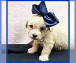 Image preview for Ad Listing. Nickname: Ozzy