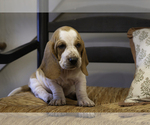 Puppy Miss Matty Basset Hound
