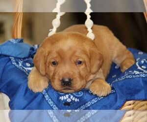 Labrador Retriever Puppy for sale in HYDE PARK, VT, USA