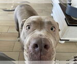 Small #3 American Pit Bull Terrier-American Staffordshire Terrier Mix