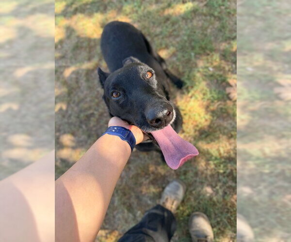 Medium Photo #1 Mutt Puppy For Sale in Riverside, CA, USA