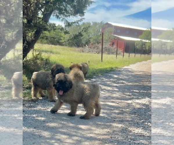 Medium Photo #2 Bouvier Des Flandres Puppy For Sale in BLANCO, TX, USA