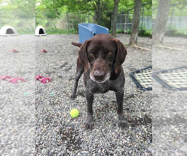 Medium Photo #2 German Shorthaired Pointer Puppy For Sale in Elmsford, NY, USA