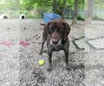 Small #1 German Shorthaired Pointer