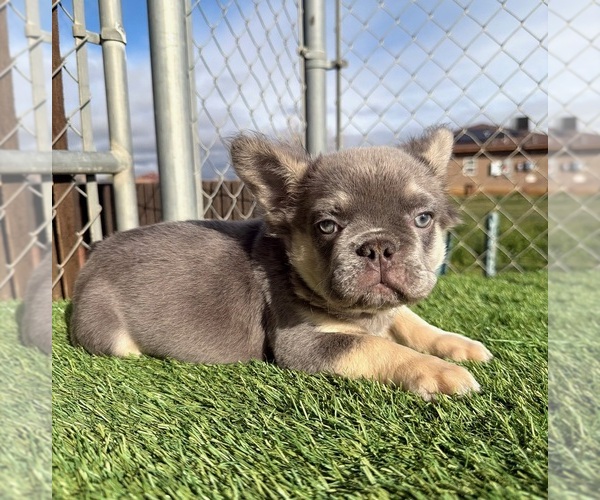 Medium Photo #3 French Bulldog Puppy For Sale in ATLANTA, GA, USA