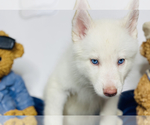 Small Photo #5 Siberian Husky Puppy For Sale in HESPERIA, CA, USA