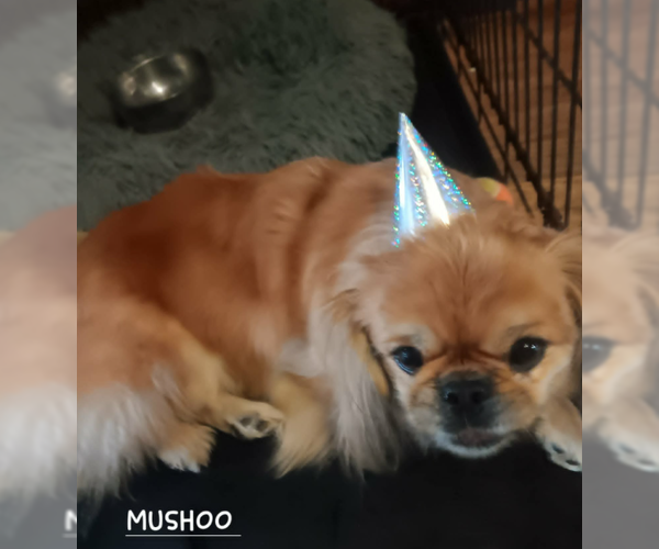 Medium Photo #7 Pekingese-Unknown Mix Puppy For Sale in Cranston, RI, USA