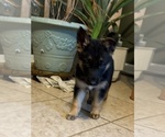 Small Photo #1 German Shepherd Dog Puppy For Sale in SEAGROVE, NC, USA